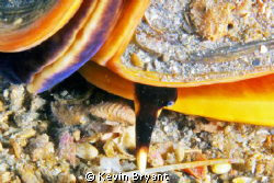 An amazingly large helmet conch visited the bridge back i... by Kevin Bryant 